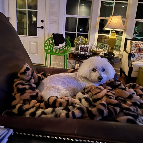 ritzydoodle